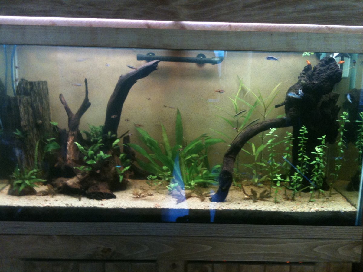 Freshwater Aquarium