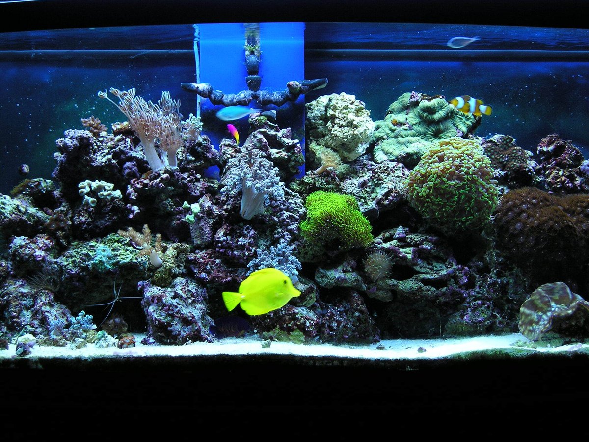 Saltwater Aquarium